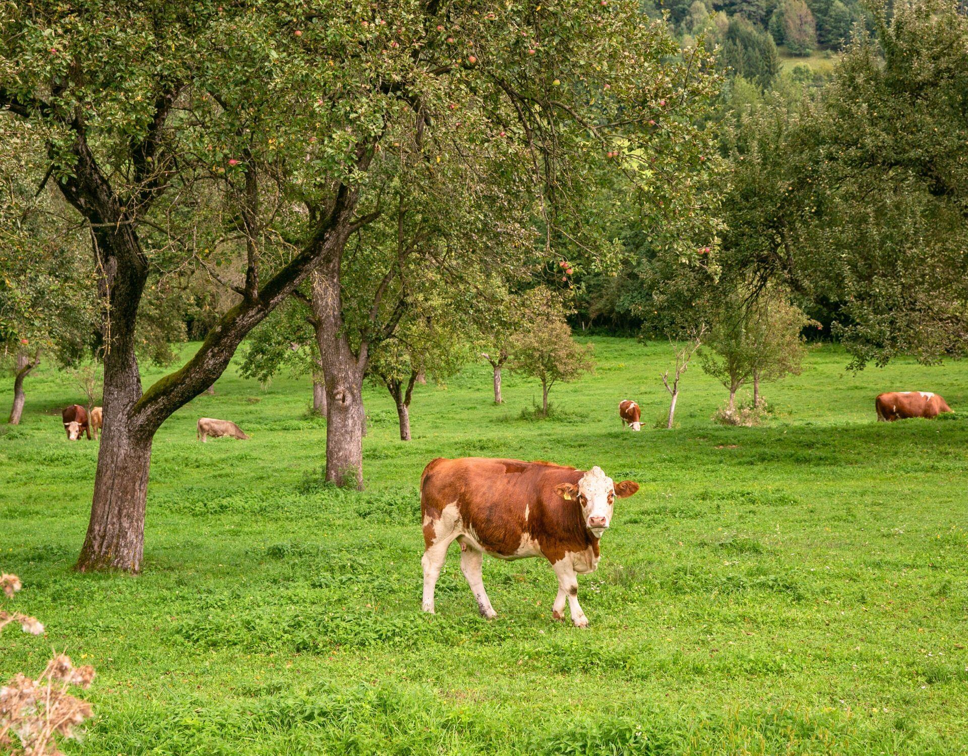 El sistema silvopastoril como solución agroforestal