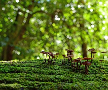 Biodiversidad del suelo (biota del suelo)