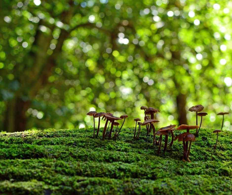 Soil Health Glossary - Soil Biodiversity Image