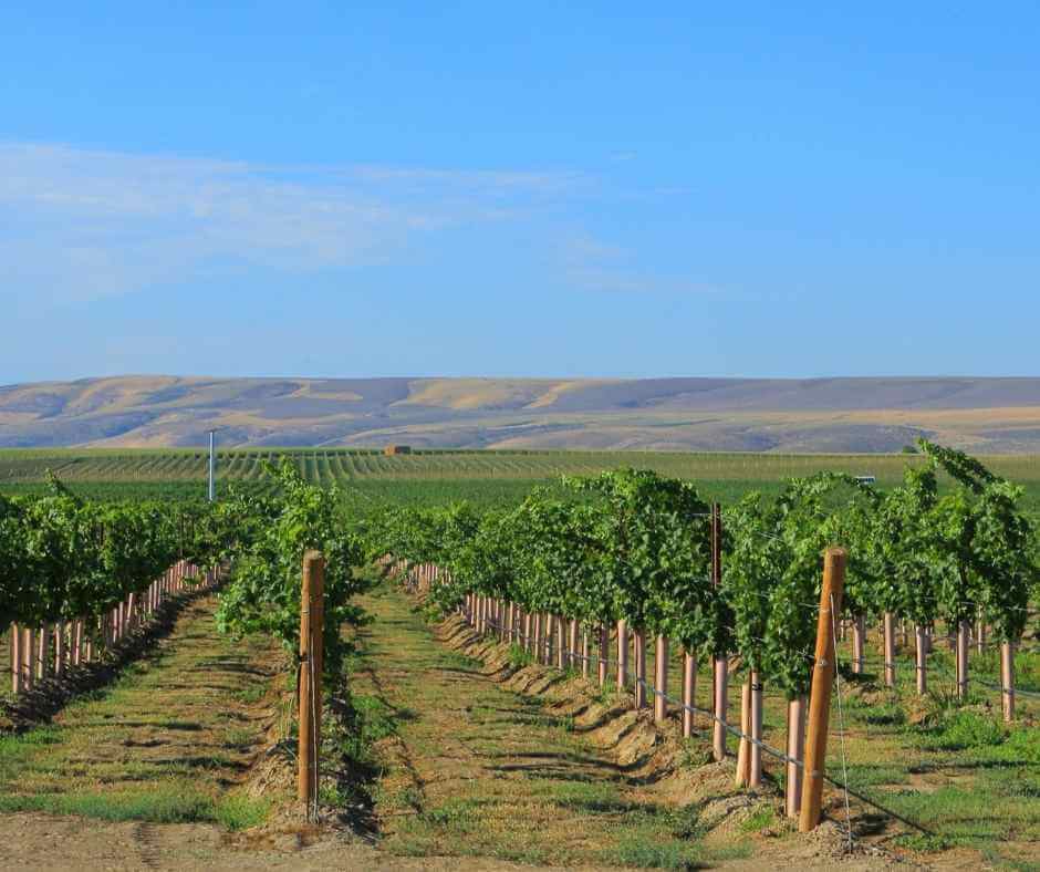 Soil Health Glossary - Terroir Image