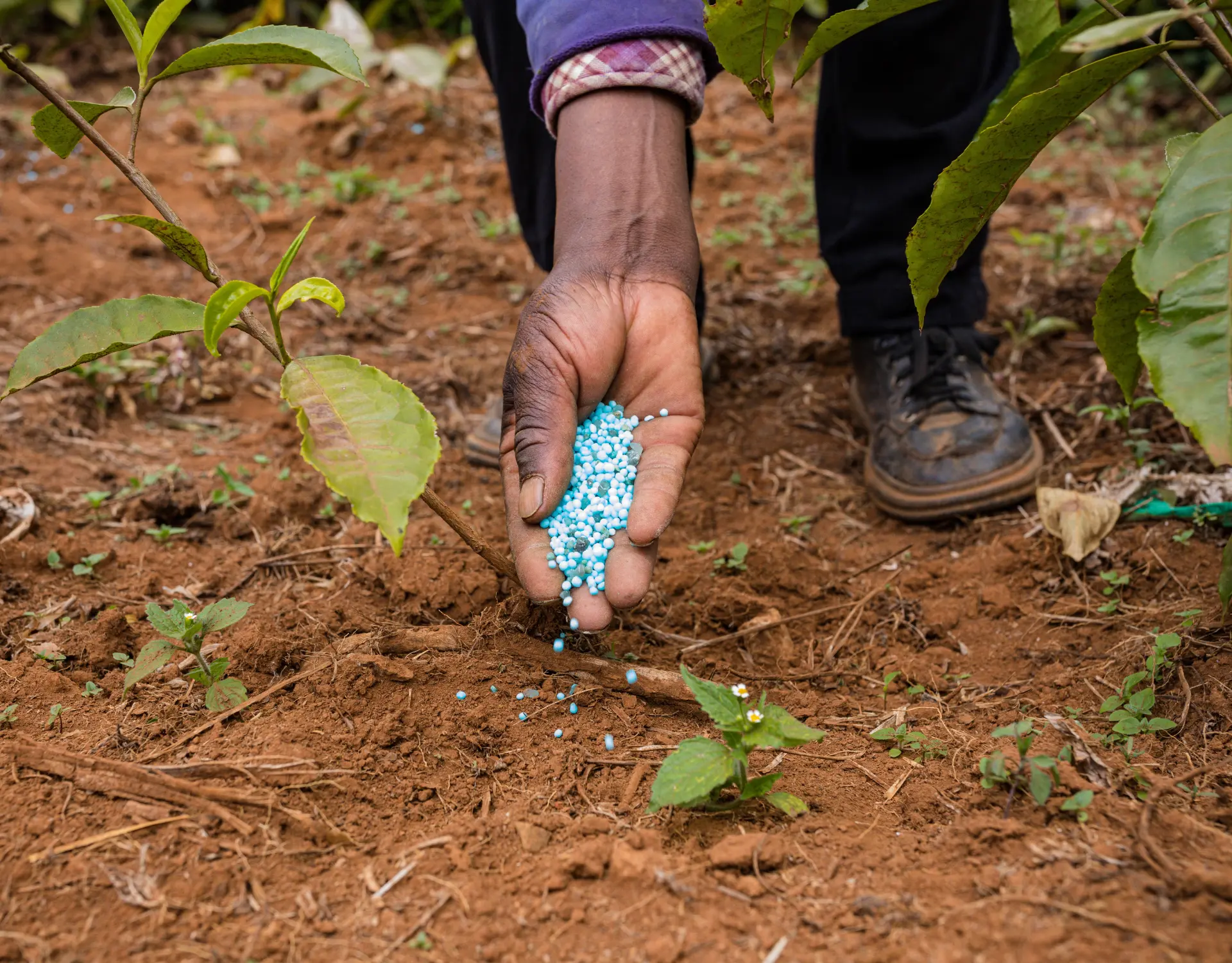 Fertilizer in the soil